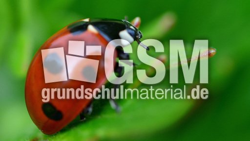 Siebenpunkt-Marienkäfer (7).jpg